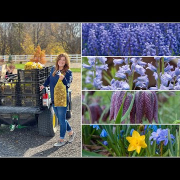 Planting 8,000 Bulbs in the Orchard!