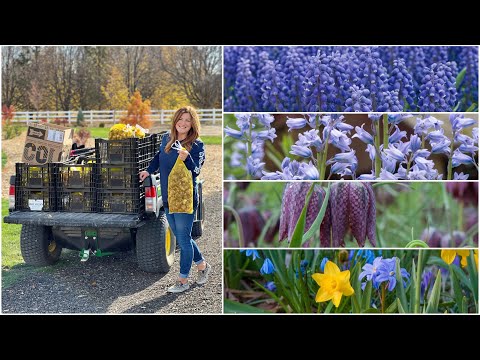 Planting 8,000 Bulbs in the Orchard!