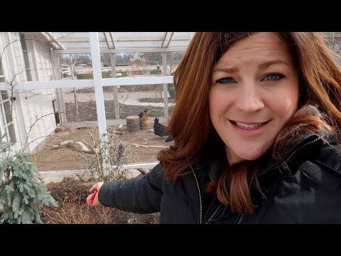 Trimming Butterfly Bushes & Roses + Transplanting Lavender!