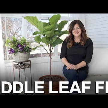 Fiddle Leaf Fig Care Tips