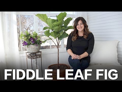 Fiddle Leaf Fig Care Tips