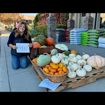 Giving Away Pumpkins, Planting a Redwood From Alaska & Evergreens for the Dumpster Urns!