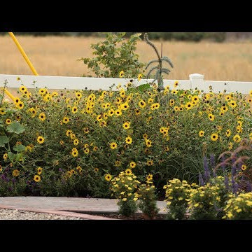 Suncredible Sunflower Update!