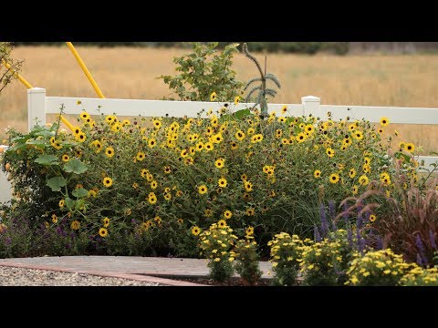 Suncredible Sunflower Update!