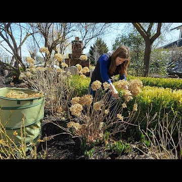 How I Prune Hydrangeas & Hellebores!