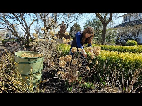 How I Prune Hydrangeas & Hellebores!