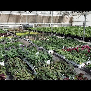 Picking up annuals!