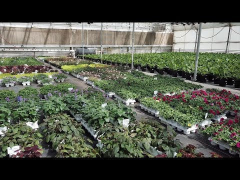 Picking up annuals!