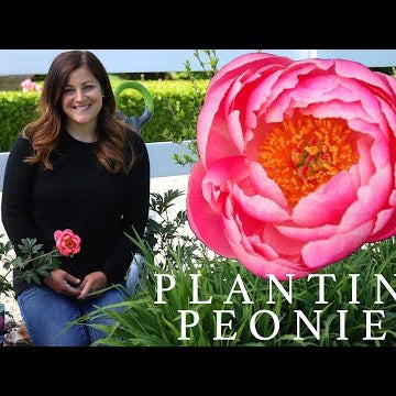 Planting Peonies (Plants & Tubers) in My Garden!