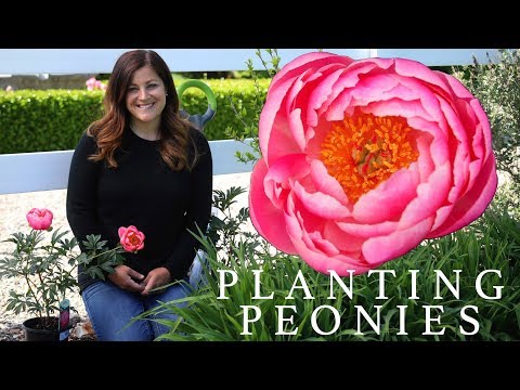Planting Peonies (Plants & Tubers) in My Garden!