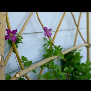 DIY Willow Branch Trellis
