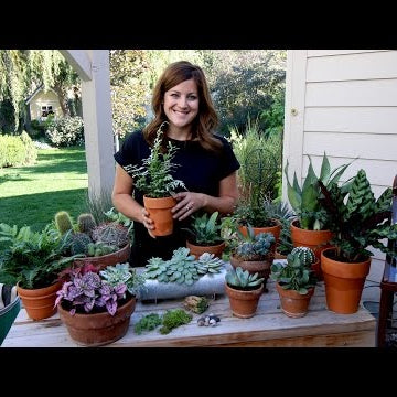 Houseplant Haul!!!