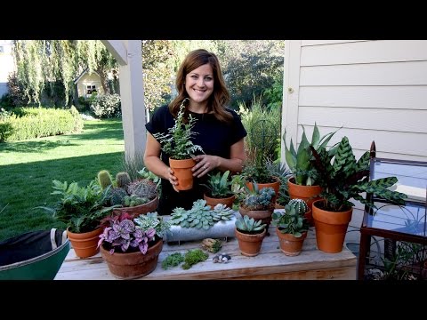 Houseplant Haul!!!