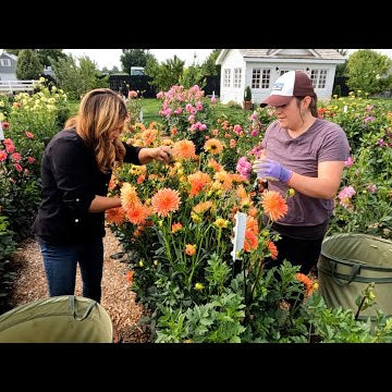 Cut Flower Garden Work Day with Monica!