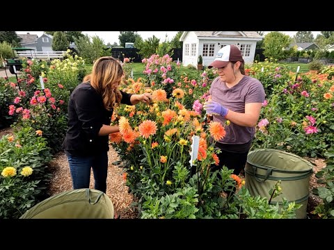 Cut Flower Garden Work Day with Monica!