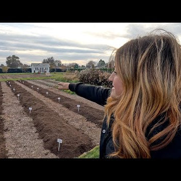 Planting Lots of Daffodils & Tulips in the Cut Flower Garden!