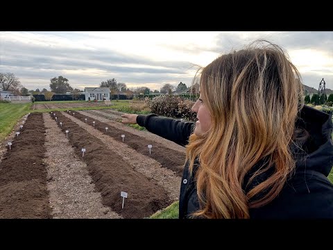 Planting Lots of Daffodils & Tulips in the Cut Flower Garden!