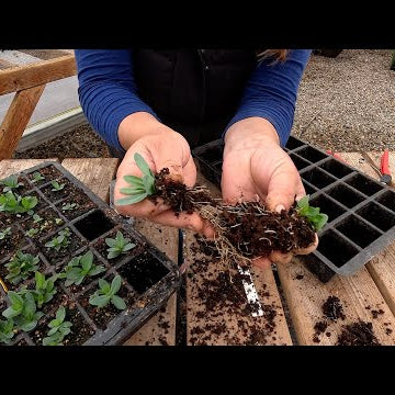 Seedling Care: Thinning, Separating & Fertilizing + Potting Up 3 Gorgeous Houseplants!