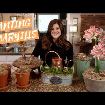 Amaryllis Unboxing & Planting!