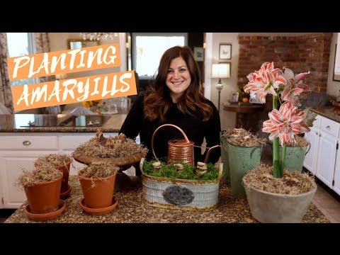 Amaryllis Unboxing & Planting!