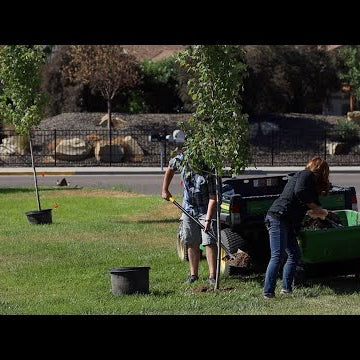 Planting a Row of Maple Trees at Our Neighbors House!