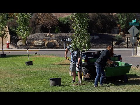 Planting a Row of Maple Trees at Our Neighbors House!