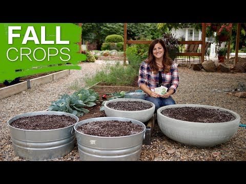 Growing Fall Crops in 10 Steps