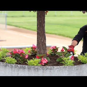 Planting Some Beautiful Annuals in Containers and the Landscape!