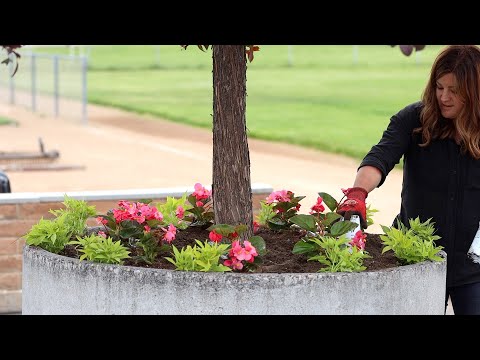 Planting Some Beautiful Annuals in Containers and the Landscape!