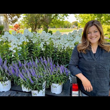 Planting Colorful Perennial Phlox & Veronica!