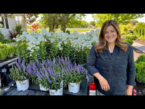 Planting Colorful Perennial Phlox & Veronica!
