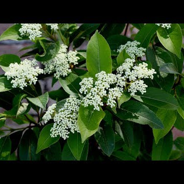 Lil' Ditty Viburnum