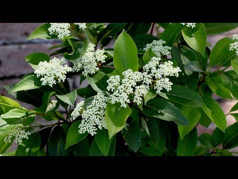Lil' Ditty Viburnum