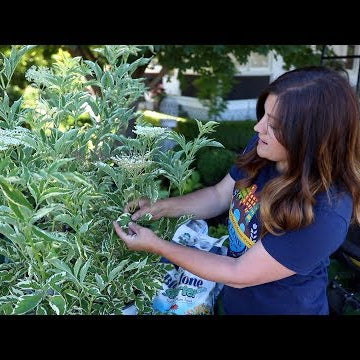 Planting Elderberries in My Garden!