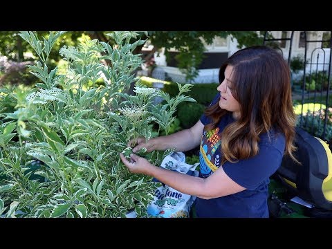 Planting Elderberries in My Garden!