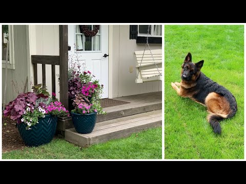 Planting a Trio of Containers & a Visit with Mollie!
