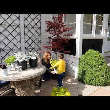 Planting a Japanese Maple in a Pot (+ Tips on Growing Trees in Containers)!