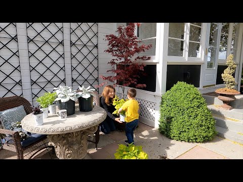 Planting a Japanese Maple in a Pot (+ Tips on Growing Trees in Containers)!