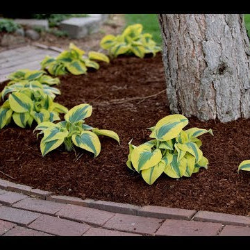 Planting a Hedge of Autumn Frost Hostas!