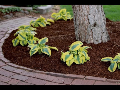 Planting a Hedge of Autumn Frost Hostas!