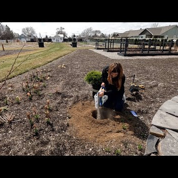Planting Evergreens, Shrubs & Perennials!