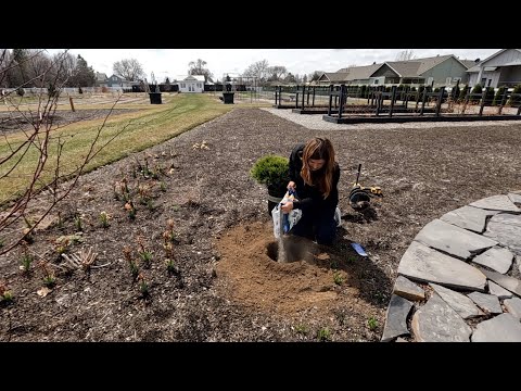Planting Evergreens, Shrubs & Perennials!