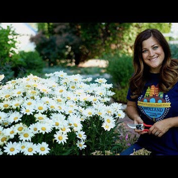 Cutting Back Perennials