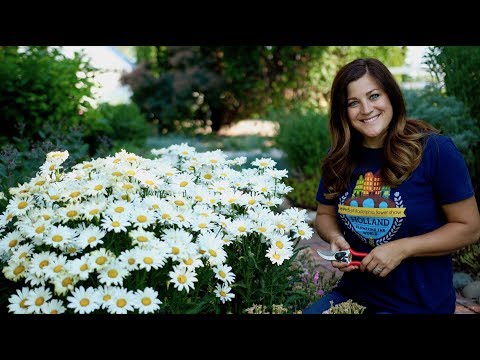 Cutting Back Perennials
