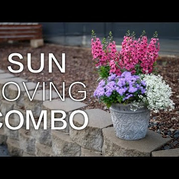 Sun Loving Combination