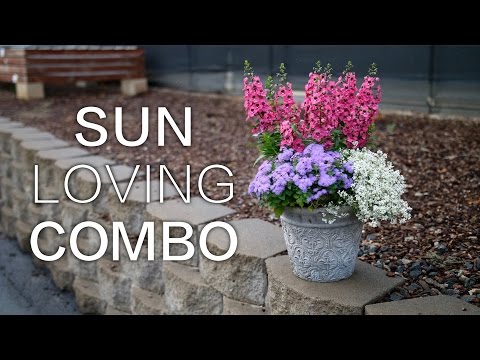 Sun Loving Combination