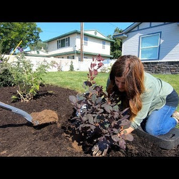 Landscape Makeover Pt 5: Looking at Rocks and Planting More Shrubs