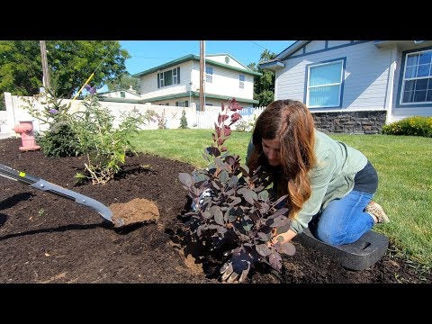 Landscape Makeover Pt 5: Looking at Rocks and Planting More Shrubs
