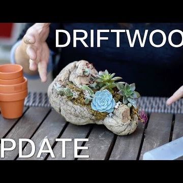 Glue Doesn't Hurt Succulents!