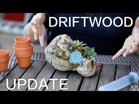 Glue Doesn't Hurt Succulents!
